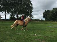 Anden særlig race Svale