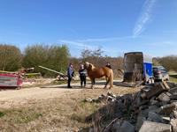 Haflinger Dejzi