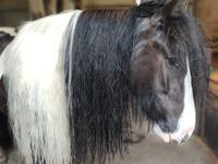 Irish Cob Aaskovs Golden Nala