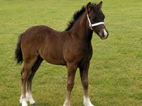 Welsh Pony af Cob-type (sec C) Skovly's Black Dancing Star