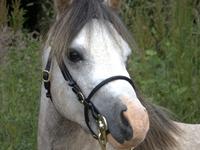 Welsh Mountain (sec A) Dany's reese