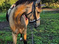 Palomino Flying aragorn
