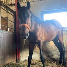 Zangersheide Nøragers Super size me