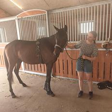 Zangersheide Nøragers Super size me