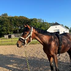 Zangersheide Nøragers Super size me