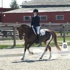 Hollandsk Sportspony Ainoa Van Uniken