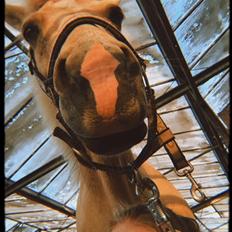 Islænder Dagur frá Halakoti