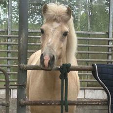 Islænder Dagur frá Halakoti