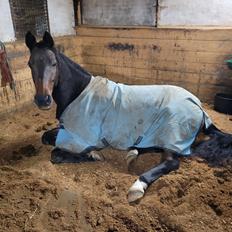 Dansk Varmblod Royal Quality