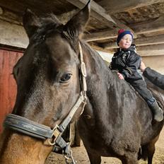 Dansk Varmblod Royal Quality