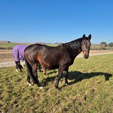 Dansk Varmblod Royal Quality