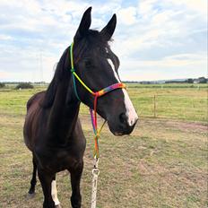 Dansk Varmblod Gørklintgårds Bikini