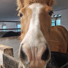 Islænder Lárus fra Skovstrupholm 