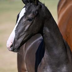 Belgisk varmblod Cointreau JS