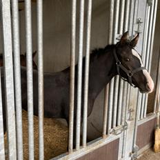 Belgisk varmblod Cointreau JS