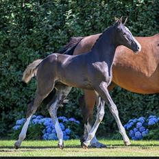 Belgisk varmblod Cointreau JS