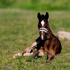 Barockpferd Grønvangs Vicodin | Viggo |