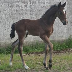 Barockpferd Grønvangs Vicodin | Viggo |