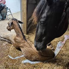 Pura Raza Española REY DE LUZ 