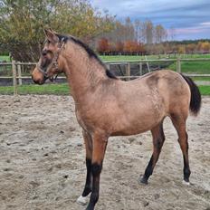 Pura Raza Española REY DE LUZ 