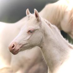 Welsh Partbred (Sec F) Tovdal’s Miss Ocean Pearl • Willow •