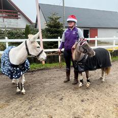 Amerikansk Miniature MHS ULTRA DENIQUE SHOWGIRL