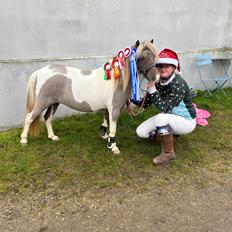 Amerikansk Miniature MHS ULTRA DENIQUE SHOWGIRL