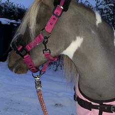 Amerikansk Miniature MHS ULTRA DENIQUE SHOWGIRL