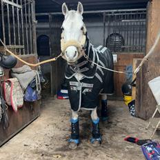 Arabisk fuldblod (OX) MAX MI AMIRA OX