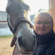 Arabisk fuldblod (OX) MAX MI AMIRA OX