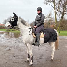 Arabisk fuldblod (OX) MAX MI AMIRA OX