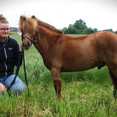 Dansk Miniature SØSTED'S RED MIDNIGHT STAR
