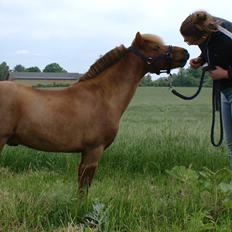 Dansk Miniature SØSTED'S RED MIDNIGHT STAR