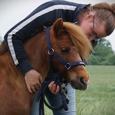 Dansk Miniature SØSTED'S RED MIDNIGHT STAR