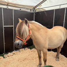 Anden særlig race SVEND