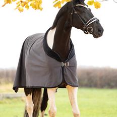 Pinto Haurums Rock Mann aka Rocky