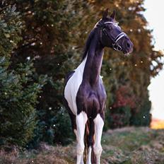 Pinto Haurums Rock Mann aka Rocky