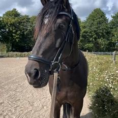 Dansk Varmblod Lady godiva