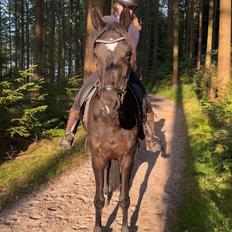 Dansk Varmblod Lady godiva