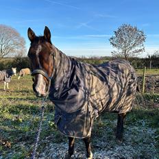 Arabisk fuldblod (OX) Bojkij ox