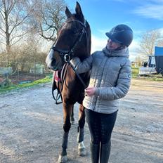 Arabisk fuldblod (OX) Bojkij ox