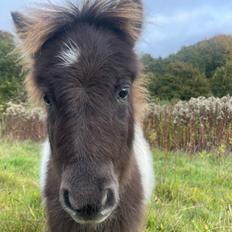 Anden særlig race Theodoras Teddy