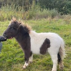 Anden særlig race Theodoras Teddy