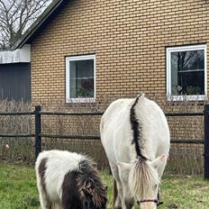 Anden særlig race Theodoras Teddy