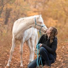 Welsh Partbred (Sec F) Tovdal’s Miss Ocean Pearl • Willow •