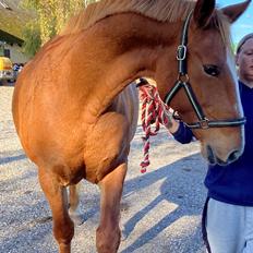 Frederiksborg Jucemi Bangholm