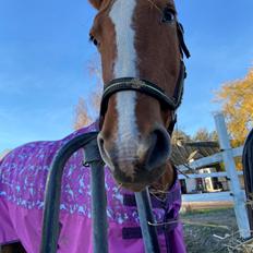 Frederiksborg Jucemi Bangholm