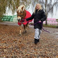 Haflinger Sisi/molly