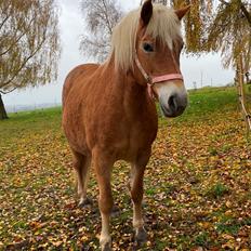 Haflinger Sisi/molly