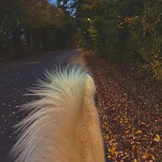 Islænder Dagur frá Halakoti